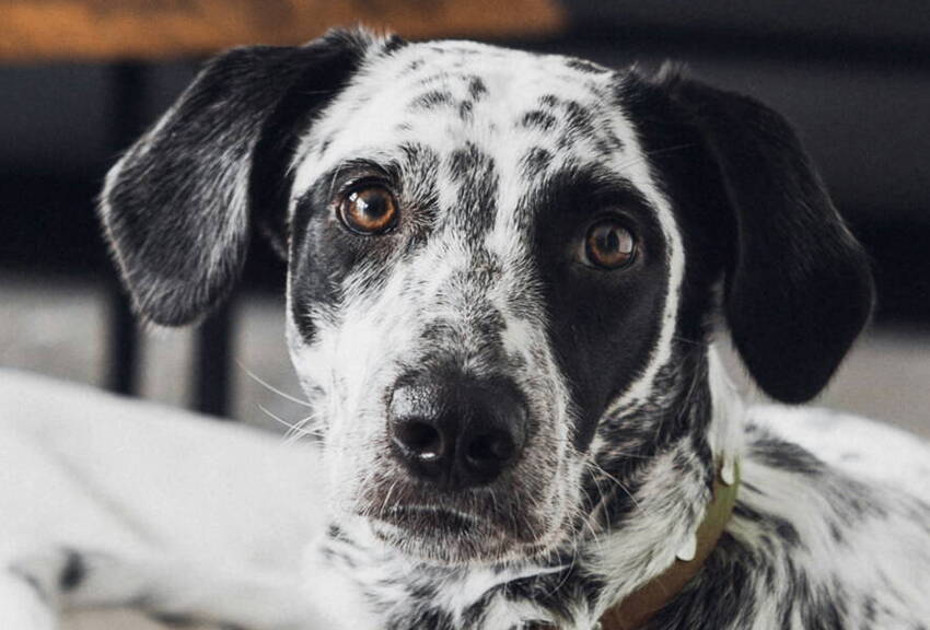 Hundeschule.jpg Gemeinsam unterwegs: Hunde-Coaching, Hundeschule, Sozialer Spaziergang, Sinn-Arbeit, Verhaltens-Therapie, Verhaltens-Beratung, NHB