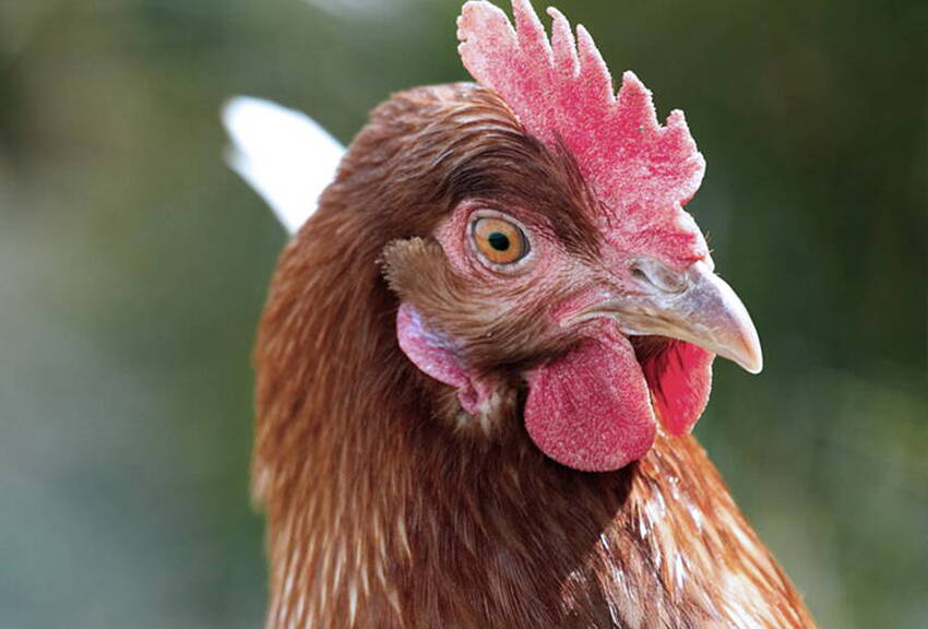 tiernatur_huhn.jpg tiernatur_huhn.jpg